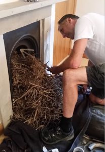 Remove a birds nest from chimney