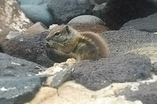 Save for winter, like the squirrel